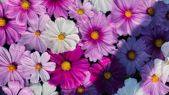 Explorez un coin moins connu de Nara en automne avec le temple Hannya-ji. Au-delà des sentiers touristiques, découvrez les champs de cosmos qui transforment le temple en un paradis floral. Une pause délicate et apaisante loin de l'effervescence habituelle.